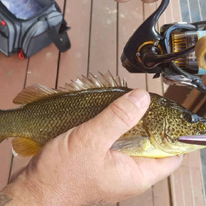 Fan gallery #239