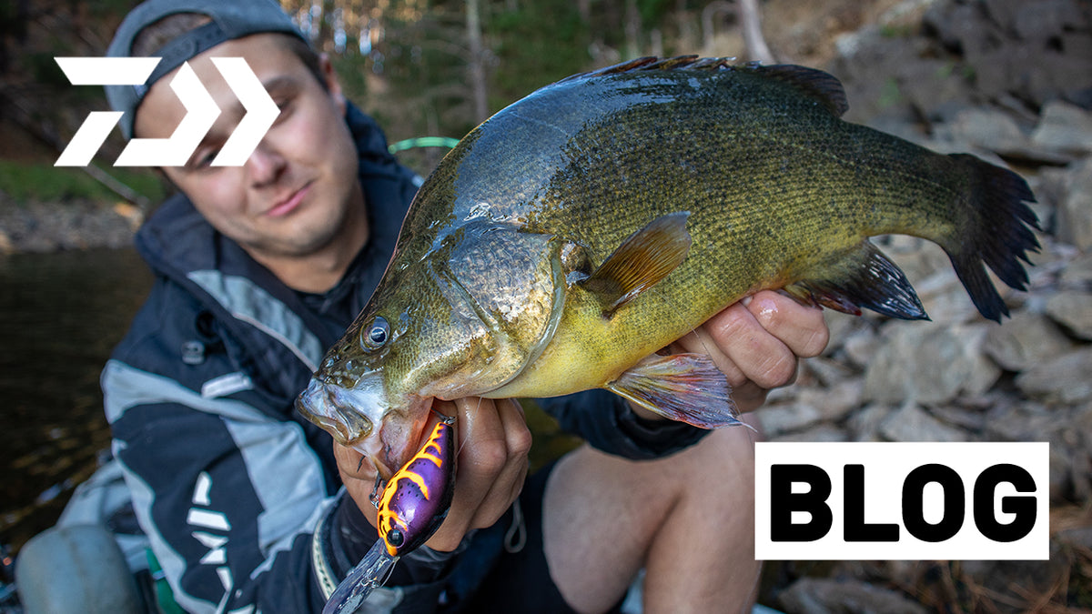 How to Catch Yellowbelly: A complete guide – Daiwa Australia