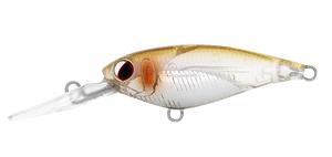 INFEET KODACHI 40SF ADEL RICE FISH