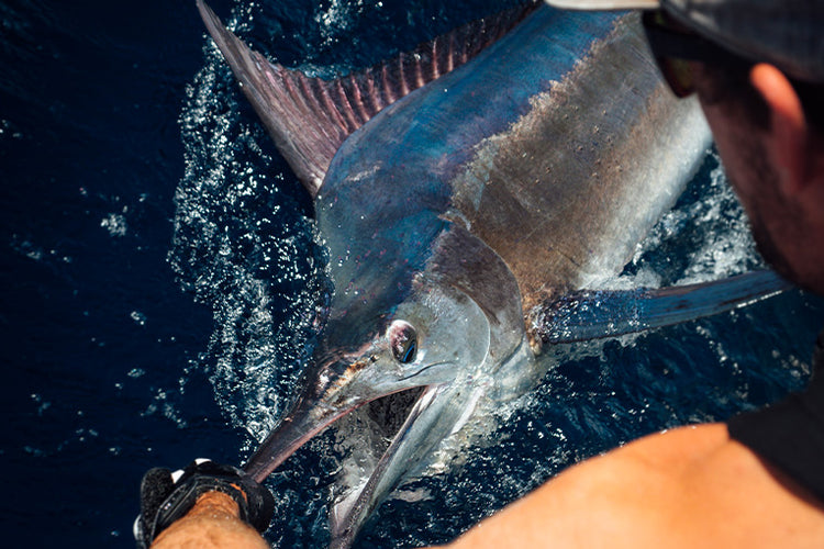 Gallery Main Image 4