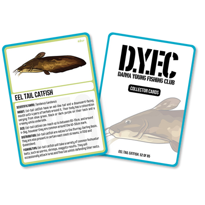 Eel Tail Catfish