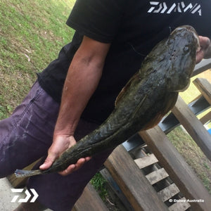 Fan gallery #375