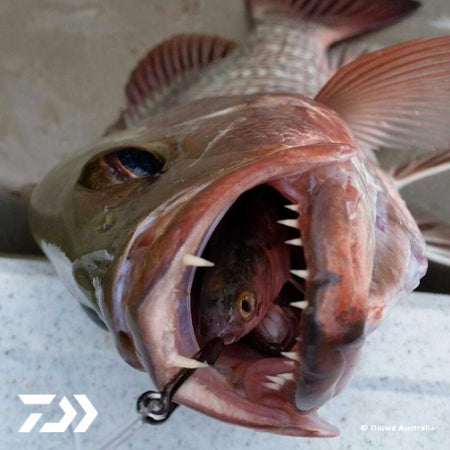 Fan gallery #2577 – Daiwa Australia