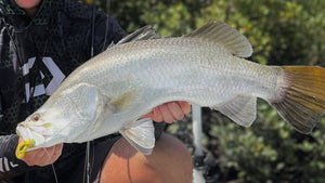 How to Catch Barra on Frogs