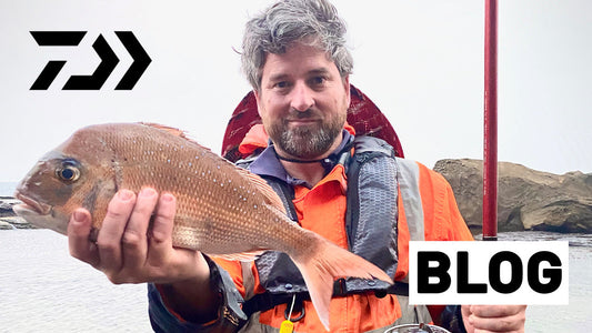 Snapper of the Rocks