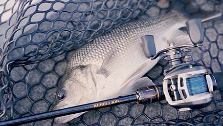 Rebellion Rods – Daiwa Australia