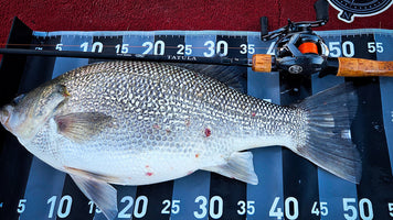 Choosing the Right Line for Bass Fishing: My Go-To Daiwa Lines