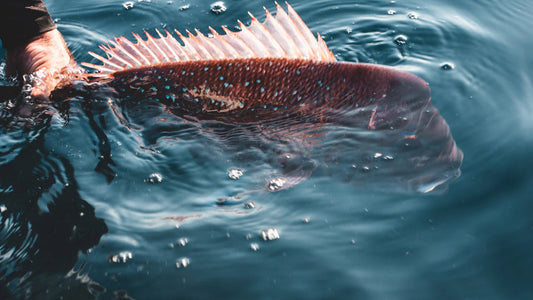 Catch and Release Techniques: Enhancing Fish Handling for Responsible Anglers in Australia