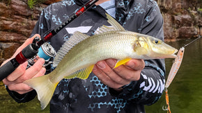 How to Catch Whiting on Surface Lures
