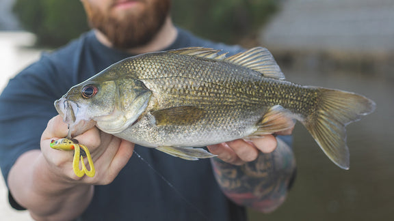 How to Catch Australian Bass on Frogs