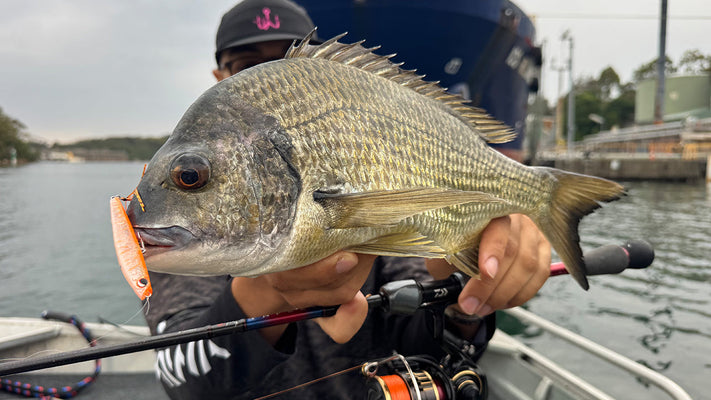 Topwater Fishing for Bream in Summer