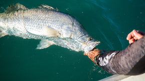 Barra Tackle on a Budget