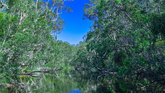 How to Catch Australian Bass in Rivers