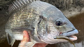 Product Review: Bait Junkie 3