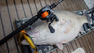 The Search for a XL Murray Cod