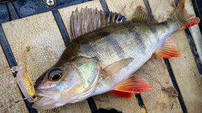 How to Dropshot for Redfin Perch