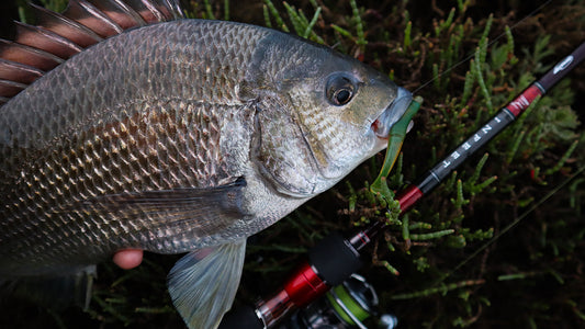 Slow-rolling Bait Junkie Soft Plastics for Bream