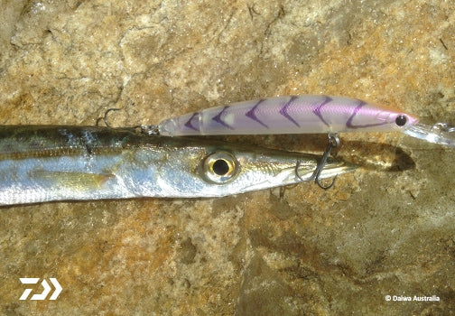 Fan gallery #672 – Daiwa Australia