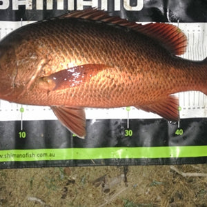 Fan gallery #229