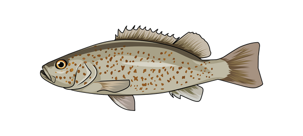 Spangled Perch Tackle – Daiwa Australia