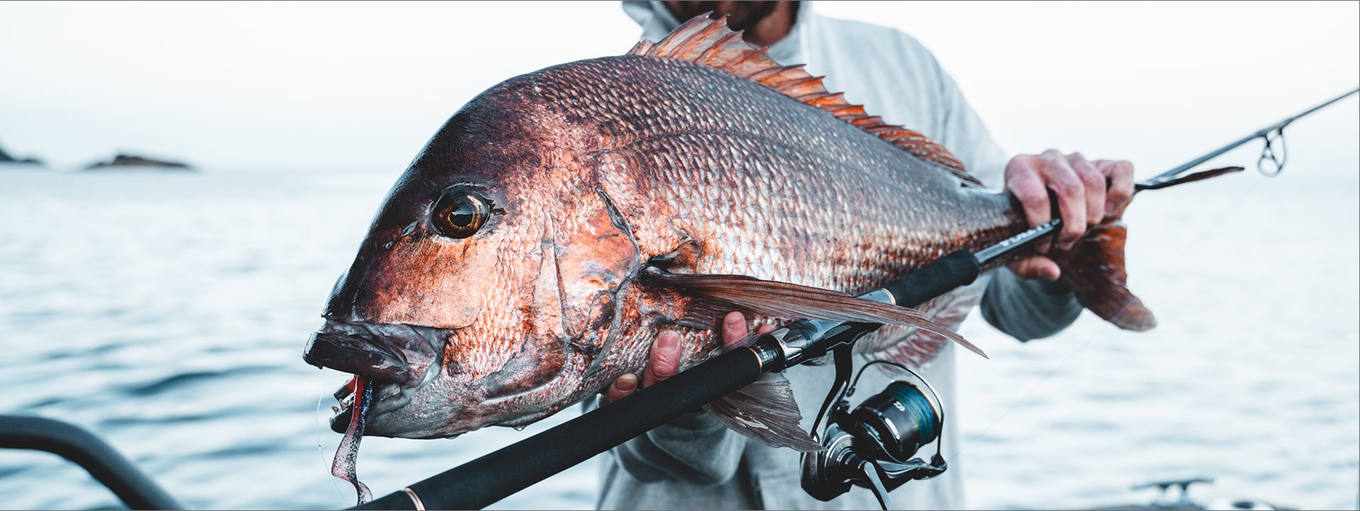 Certate Series - Identity 2