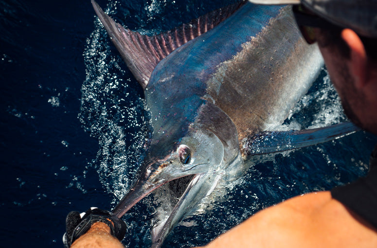 Gallery Thumb Image 4