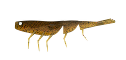 BAIT JUNKIE 4 PRAWN  MUD BLOOD UV #25