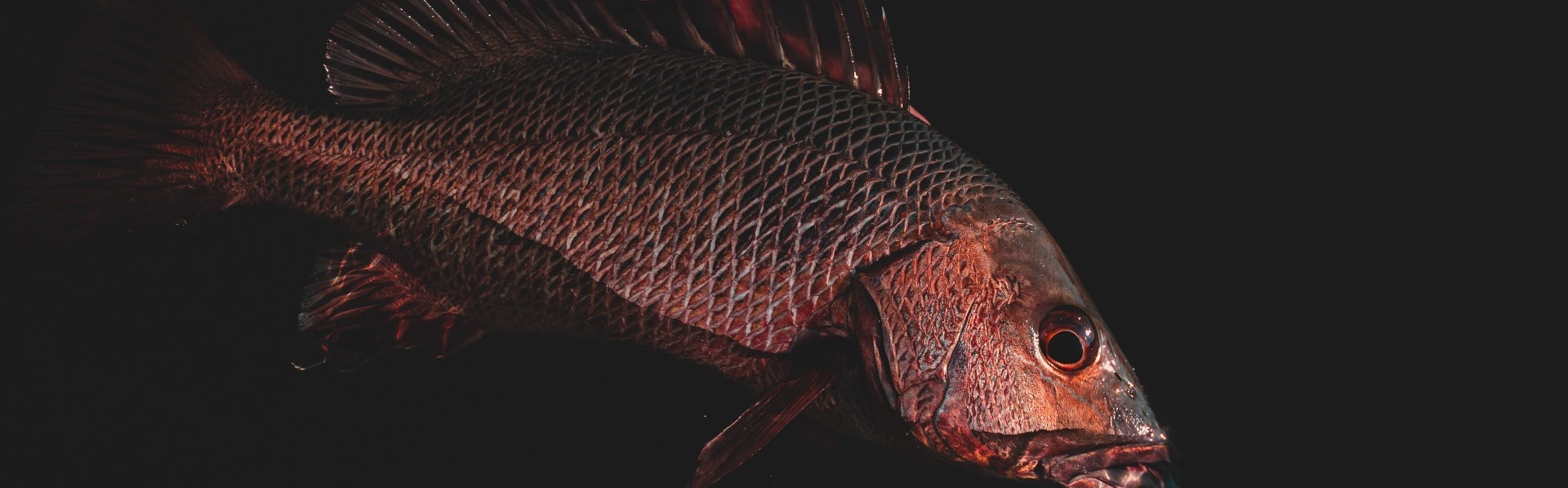 Estuary / Inshore Fishing